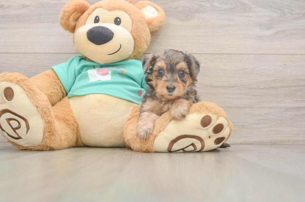 5 week old Yorkie Poo Puppy For Sale - Seaside Pups