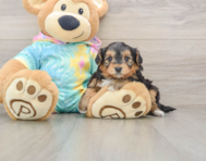 8 week old Yorkie Poo Puppy For Sale - Seaside Pups
