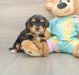 5 week old Yorkie Poo Puppy For Sale - Seaside Pups