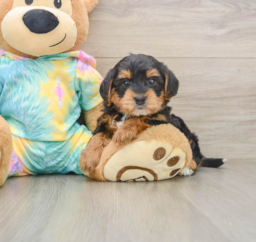 5 week old Yorkie Poo Puppy For Sale - Seaside Pups