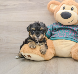 7 week old Yorkie Poo Puppy For Sale - Seaside Pups
