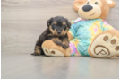 Best Yorkie Poo Baby