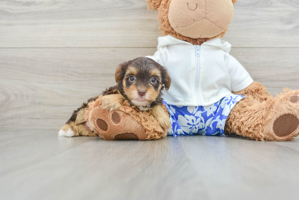 Petite Yorkie Poo Poodle Mix Pup