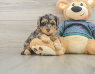 6 week old Yorkie Poo Puppy For Sale - Seaside Pups