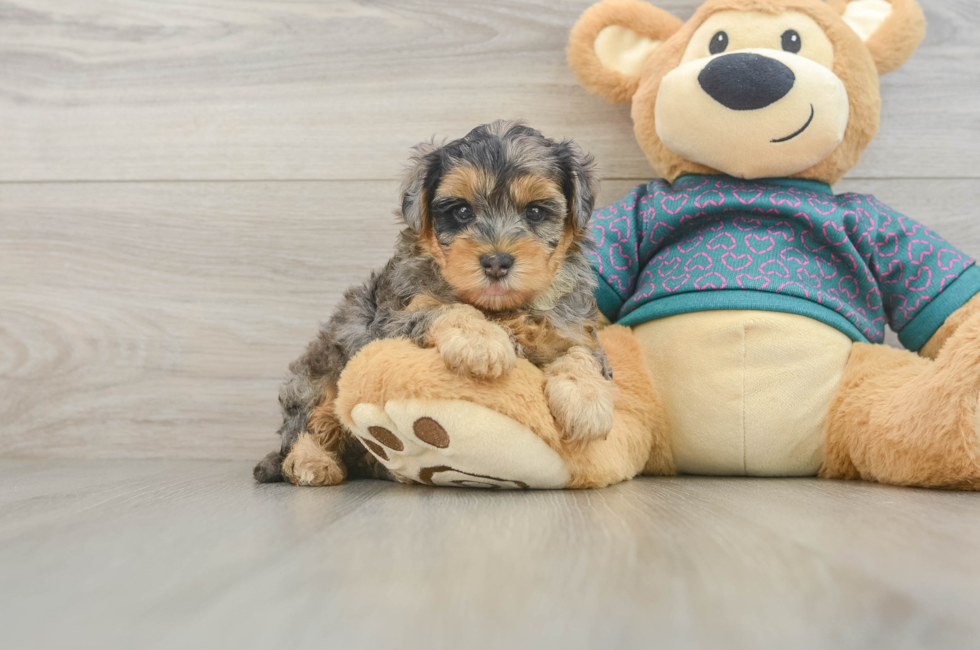 5 week old Yorkie Poo Puppy For Sale - Seaside Pups