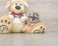 9 week old Yorkie Poo Puppy For Sale - Seaside Pups