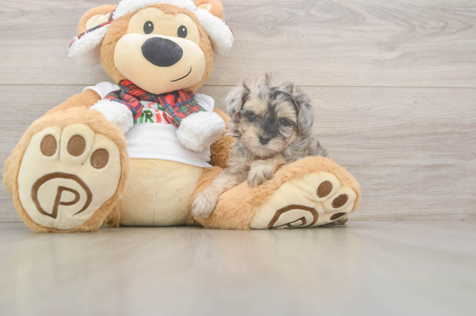 5 week old Yorkie Poo Puppy For Sale - Seaside Pups