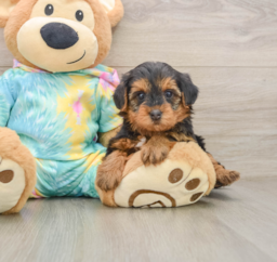 5 week old Yorkie Poo Puppy For Sale - Seaside Pups