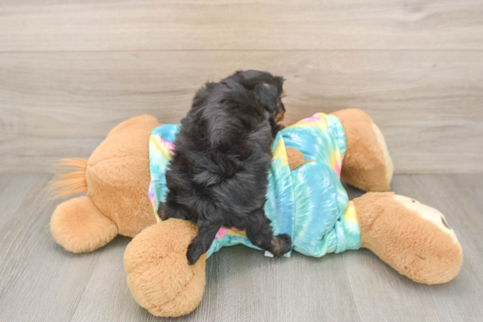 Playful Yo Yo Poo Poodle Mix Puppy