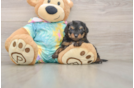 Yorkie Poo Puppy for Adoption