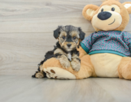 6 week old Yorkie Poo Puppy For Sale - Seaside Pups