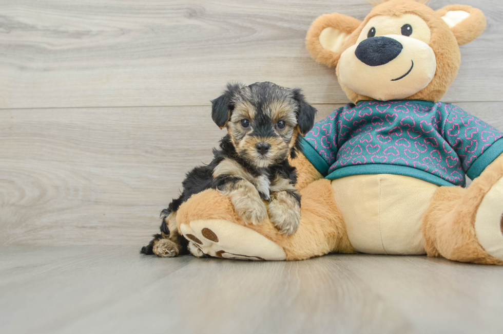 6 week old Yorkie Poo Puppy For Sale - Seaside Pups
