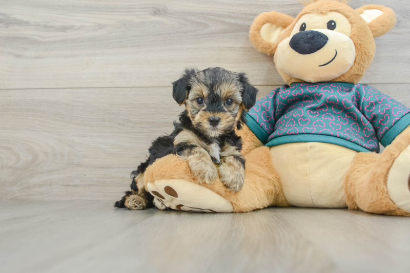 Meet Emmy - our Yorkie Poo Puppy Photo 1/3 - Seaside Pups