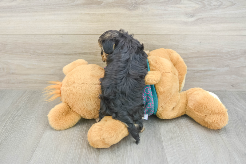 Meet Emmy - our Yorkie Poo Puppy Photo 2/3 - Seaside Pups