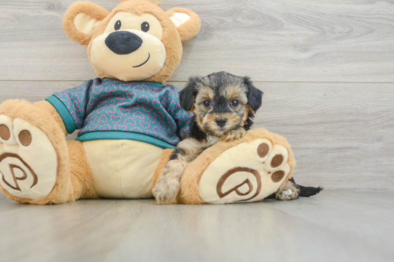 Meet Emmy - our Yorkie Poo Puppy Photo 3/3 - Seaside Pups