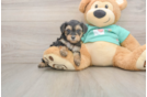 Yorkie Poo Puppy for Adoption