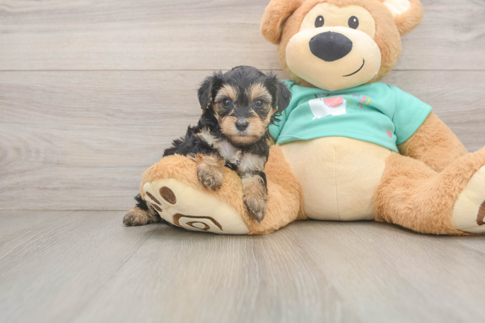 Yorkie Poo Puppy for Adoption