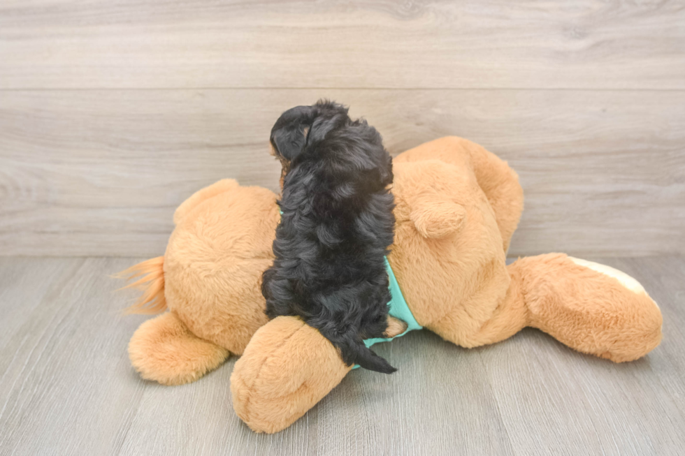 Friendly Yorkie Poo Baby