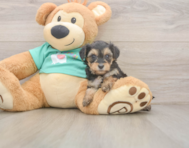 9 week old Yorkie Poo Puppy For Sale - Seaside Pups