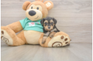 Cute Yorkie Poo Baby