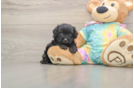Yorkie Poo Pup Being Cute