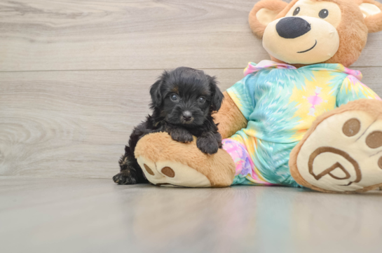 Yorkie Poo Pup Being Cute