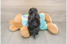 Best Yorkie Poo Baby