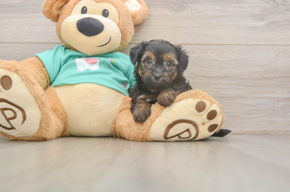 5 week old Yorkie Poo Puppy For Sale - Seaside Pups