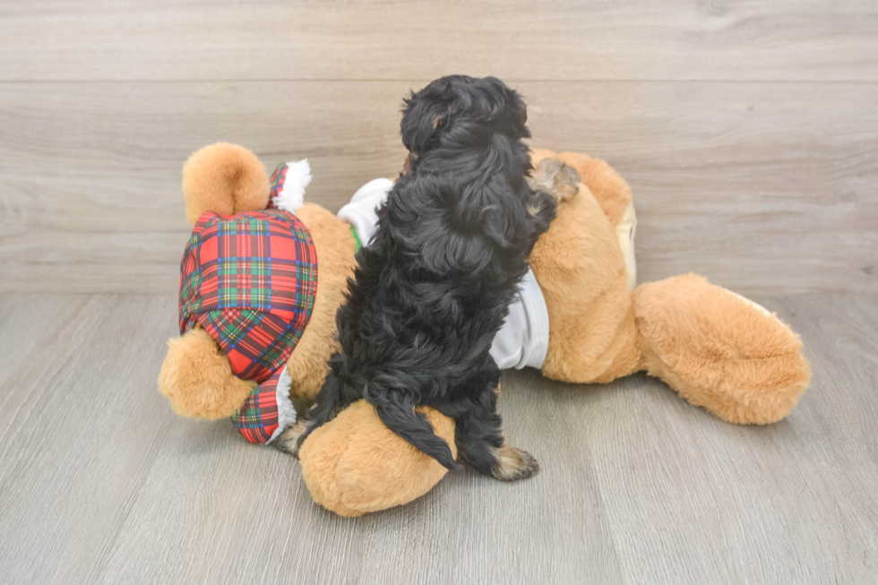 Small Yorkie Poo Baby