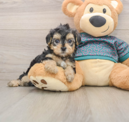 7 week old Yorkie Poo Puppy For Sale - Seaside Pups