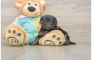 Yorkie Poo Pup Being Cute