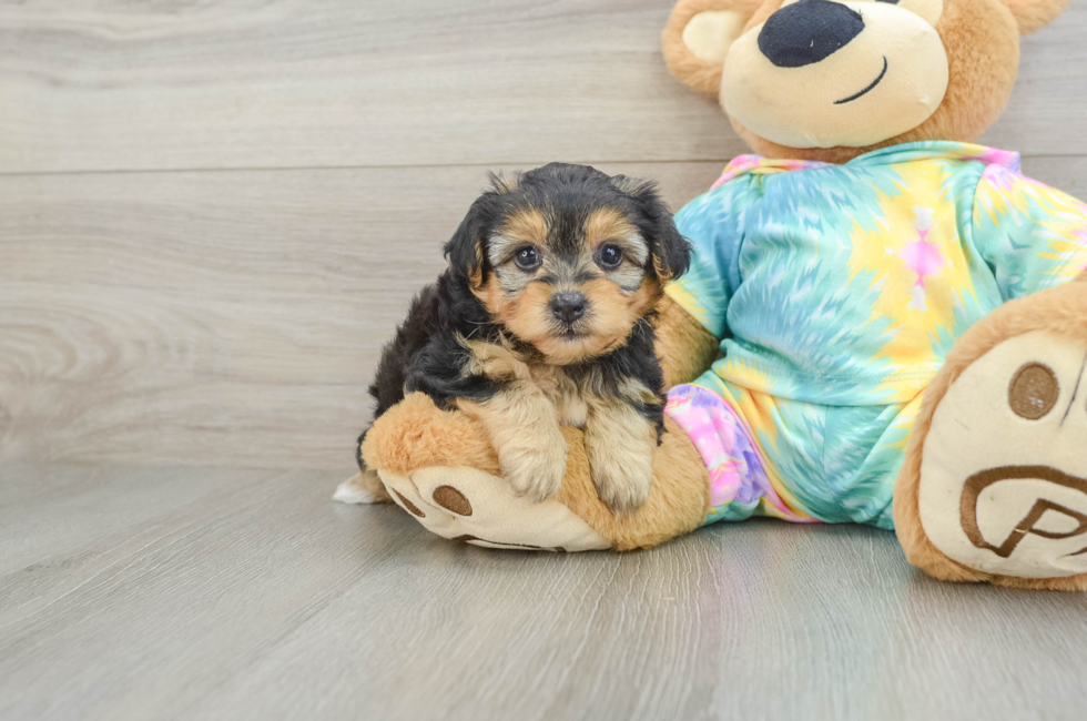 5 week old Yorkie Poo Puppy For Sale - Seaside Pups