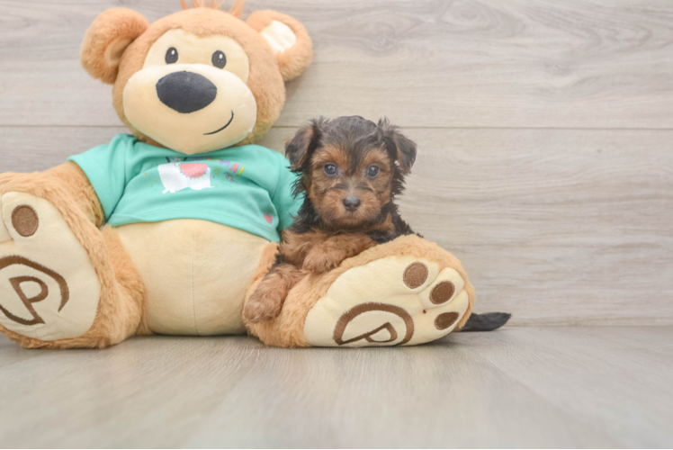 Petite Yorkie Poo Poodle Mix Pup