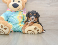 8 week old Yorkie Poo Puppy For Sale - Seaside Pups