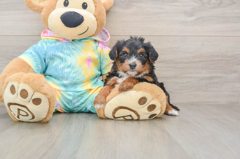 Best Yorkie Poo Baby