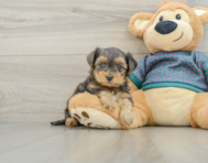 5 week old Yorkie Poo Puppy For Sale - Seaside Pups