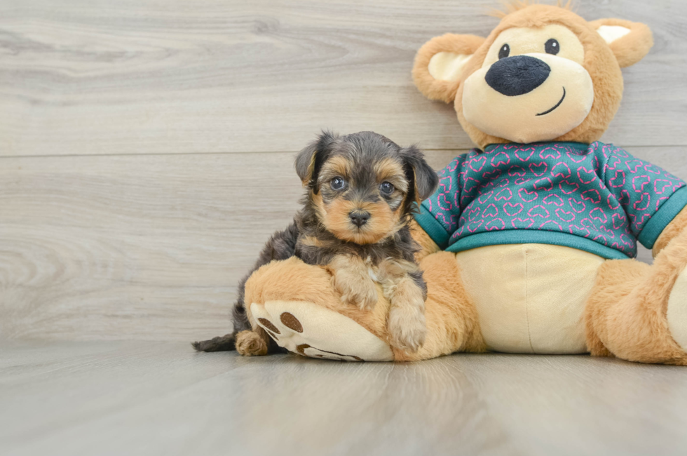 6 week old Yorkie Poo Puppy For Sale - Seaside Pups