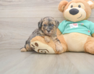 9 week old Yorkie Poo Puppy For Sale - Seaside Pups