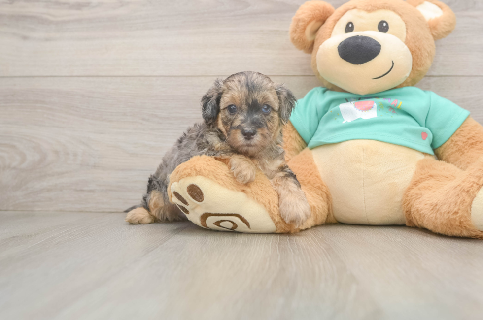 5 week old Yorkie Poo Puppy For Sale - Seaside Pups