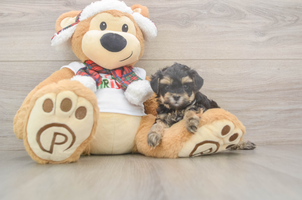 5 week old Yorkie Poo Puppy For Sale - Seaside Pups