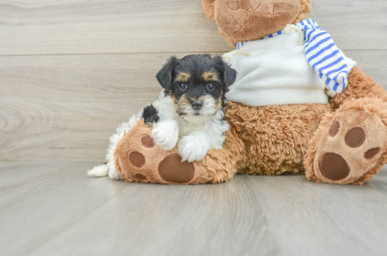 Energetic Yorkipoo Poodle Mix Puppy