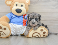 6 week old Yorkie Poo Puppy For Sale - Seaside Pups