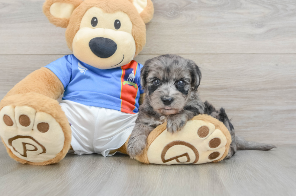 6 week old Yorkie Poo Puppy For Sale - Seaside Pups