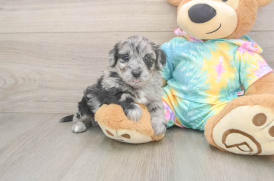 Smart Yorkie Poo Poodle Mix Pup