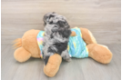 Little Yorkie Poodle Mix Poodle Mix Puppy