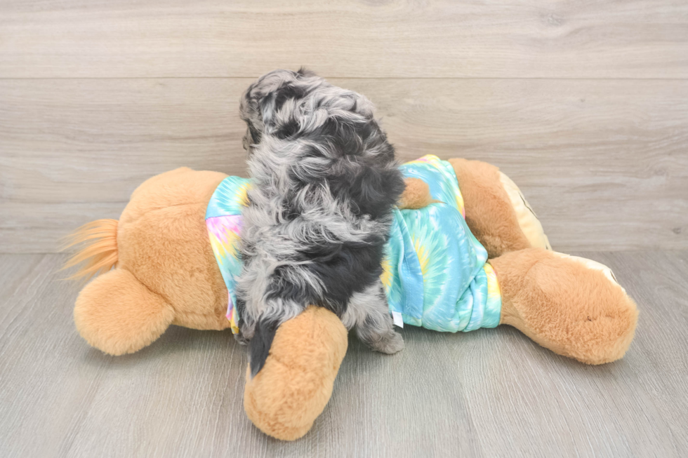Little Yorkie Poodle Mix Poodle Mix Puppy