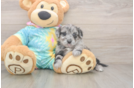 Funny Yorkie Poo Poodle Mix Pup