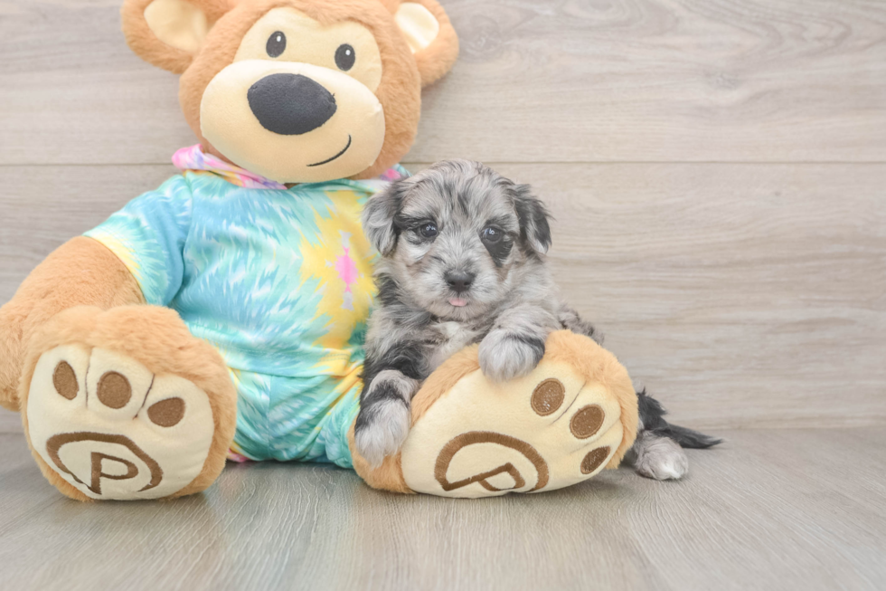 Funny Yorkie Poo Poodle Mix Pup