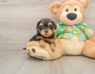 8 week old Yorkie Poo Puppy For Sale - Seaside Pups