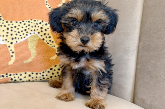 Yorkie Poo Puppy for Adoption